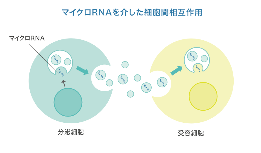 マイクロRNAを介した細胞間相互作用（分泌細胞から受容細胞へ伝達）