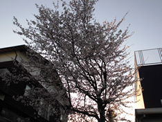 近所の桜が満開です（朝日をバックに撮影）