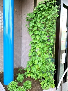朝顔のグリーンカーテンが完成しました♪