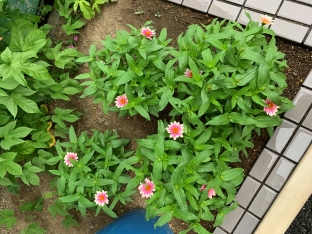 朝顔の下にジーニアが咲きました