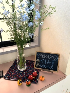 かすみ草・シネンシス