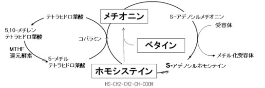 ホモシステイン