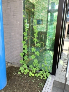 朝顔