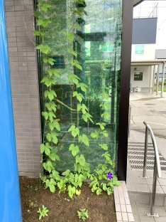 ついに朝顔が咲きました